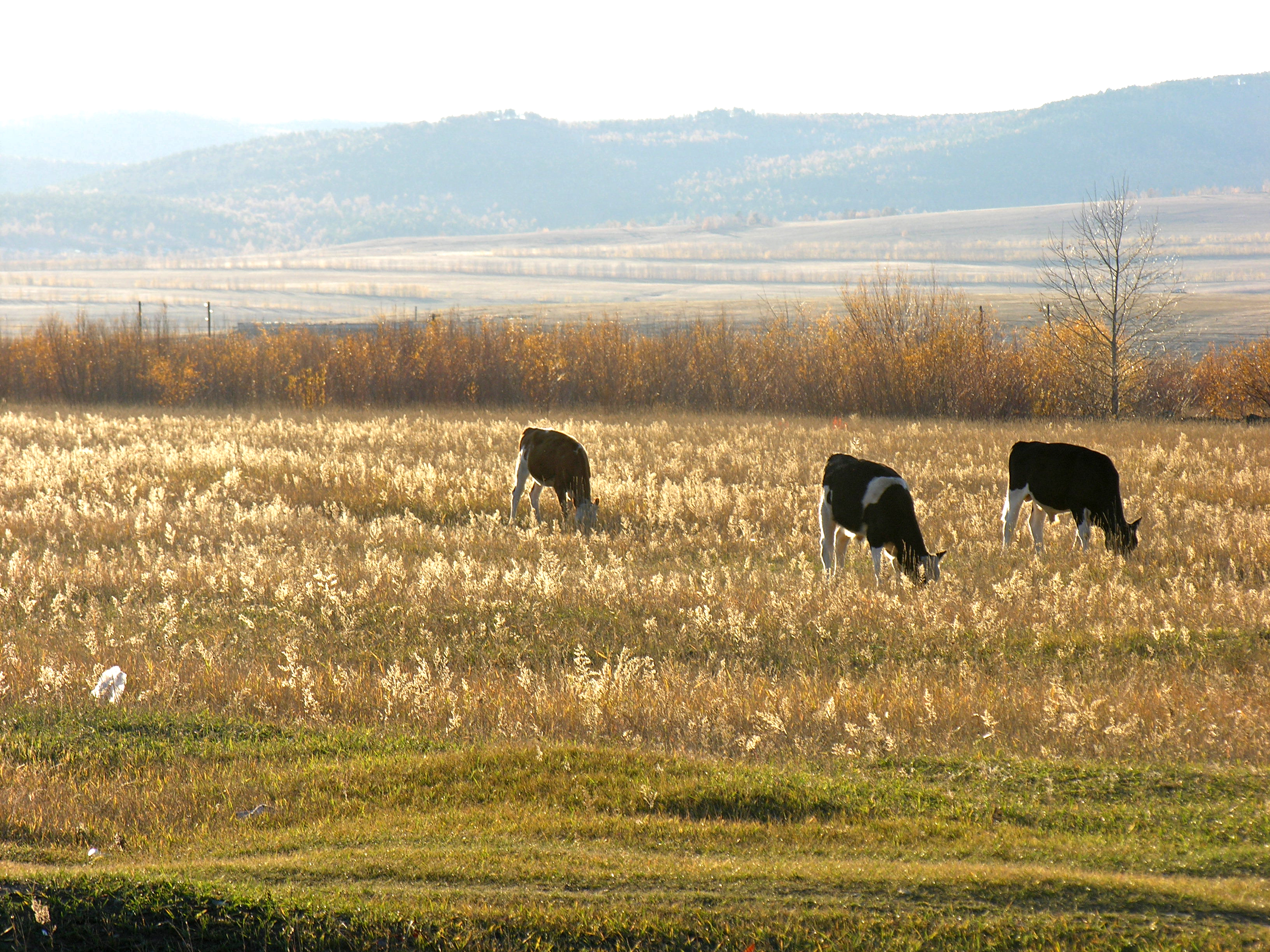 Cows grazing in a field