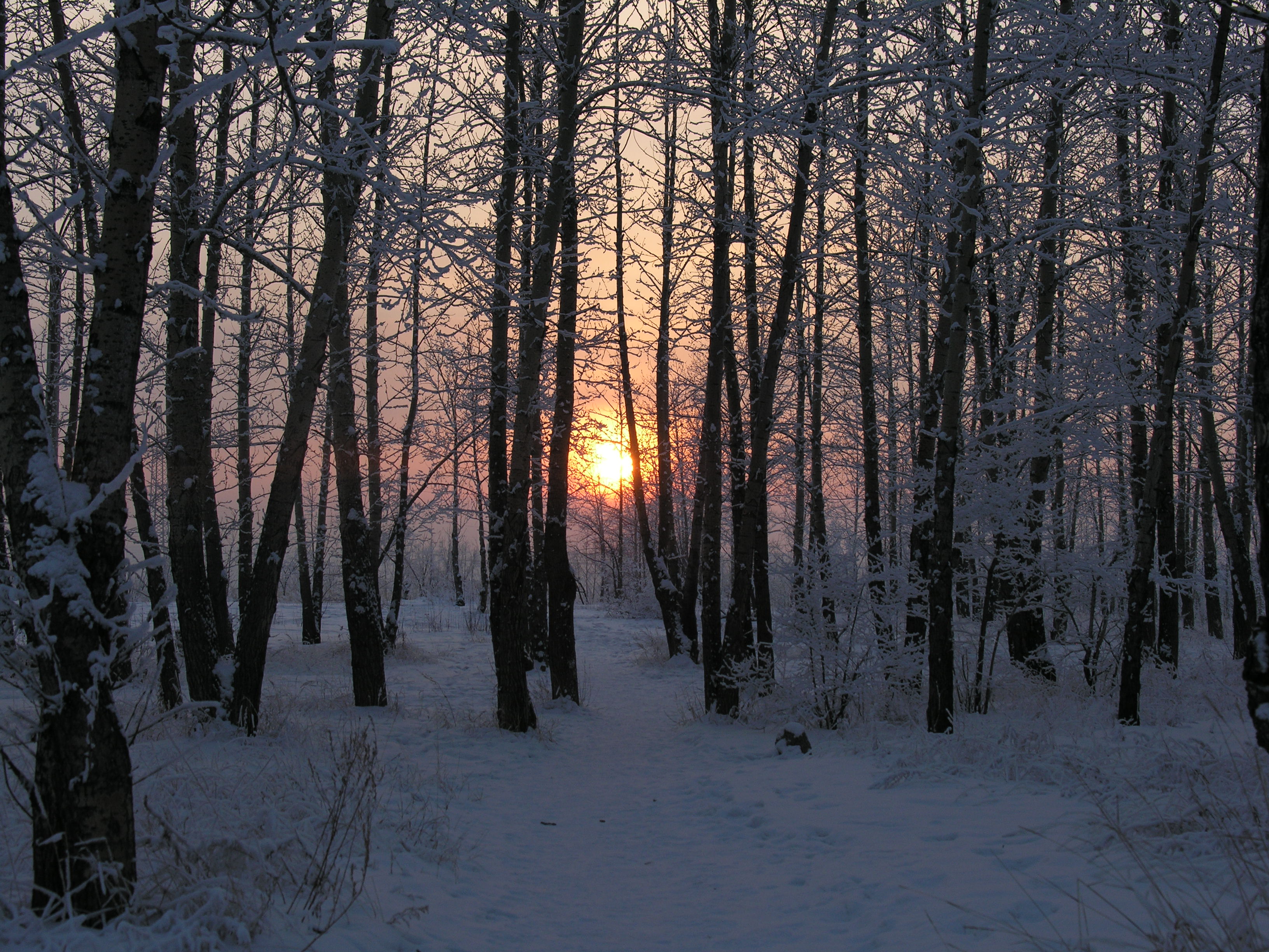 Winter sunset in the woods