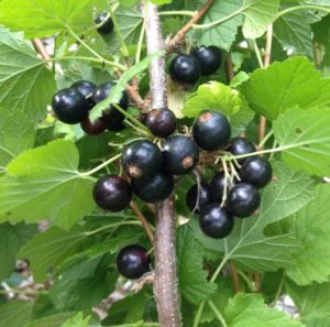 black currants on the bush