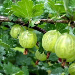 gooseberries on the bush