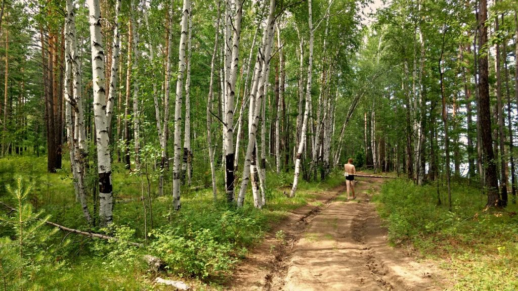 boy walks in birch woods by a lake