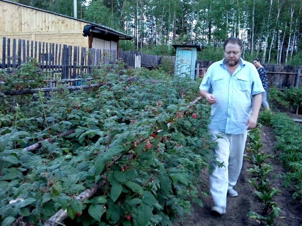 big bearded man walks along rows of raspberry bushes