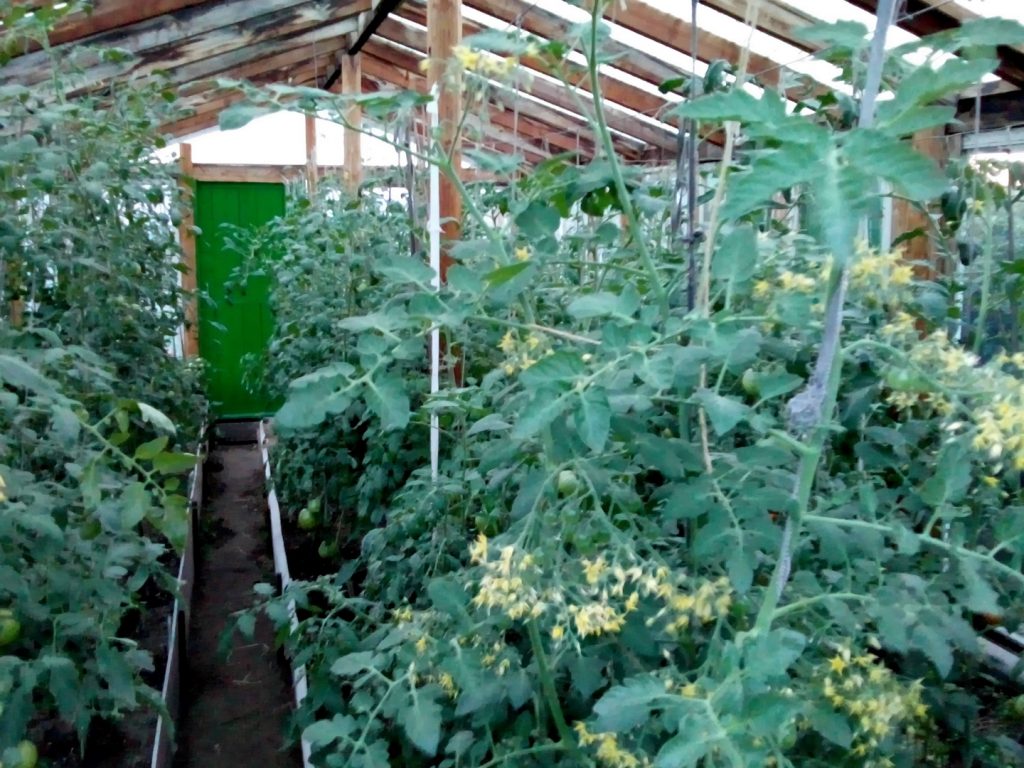 tomato vines in a greenhouse