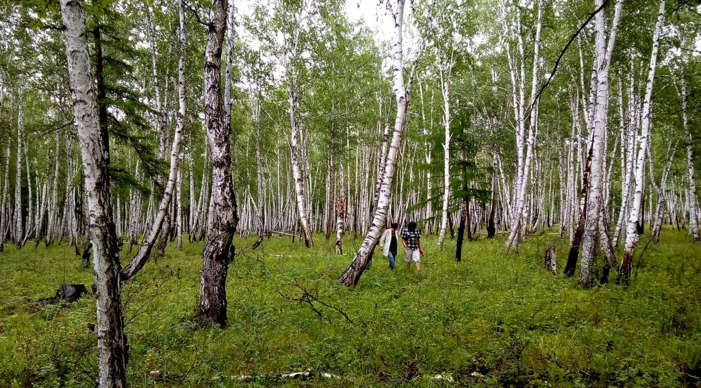 a birch woods with two people walking in it