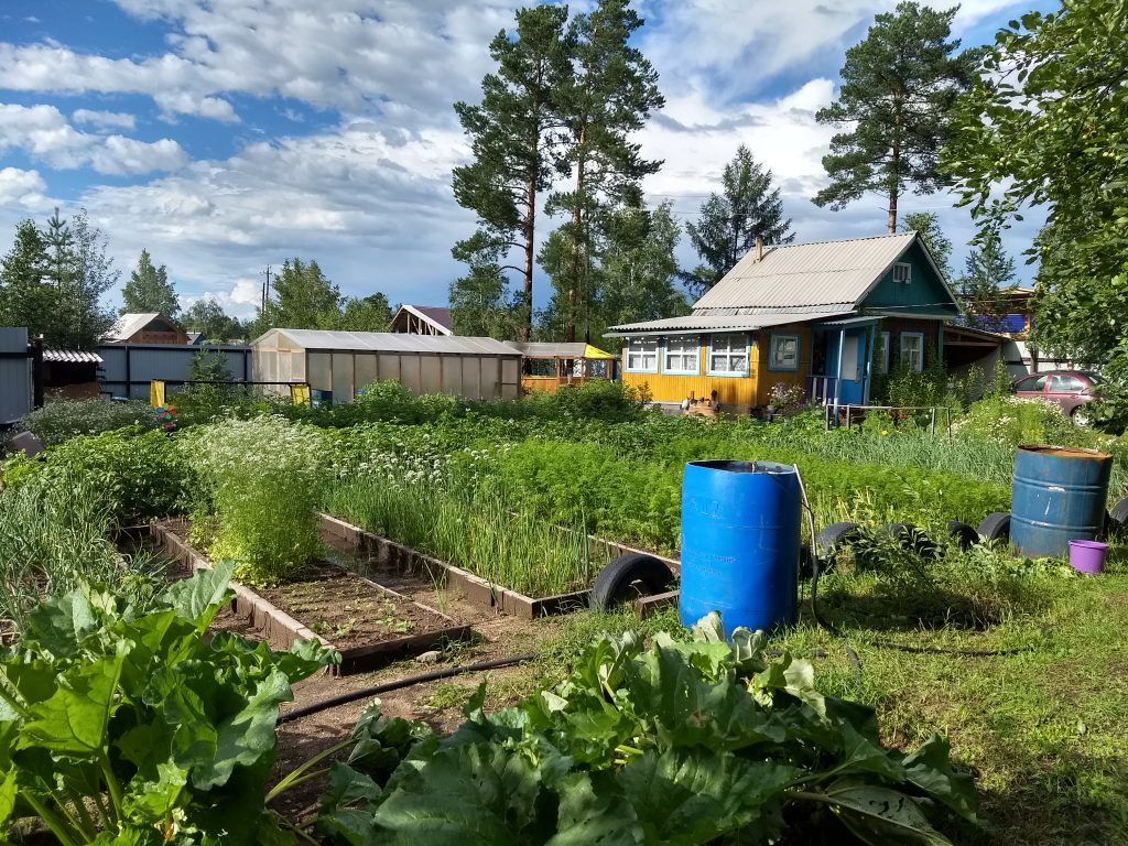 dacha and dacha garden in the sun