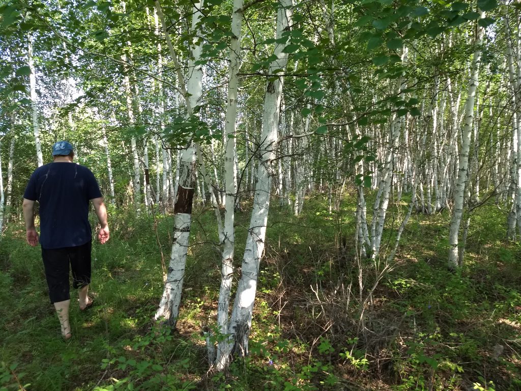 man in a birch woods