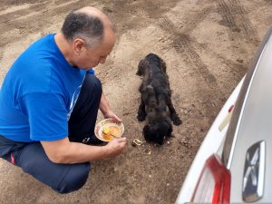 man feeds dogs in parking lot