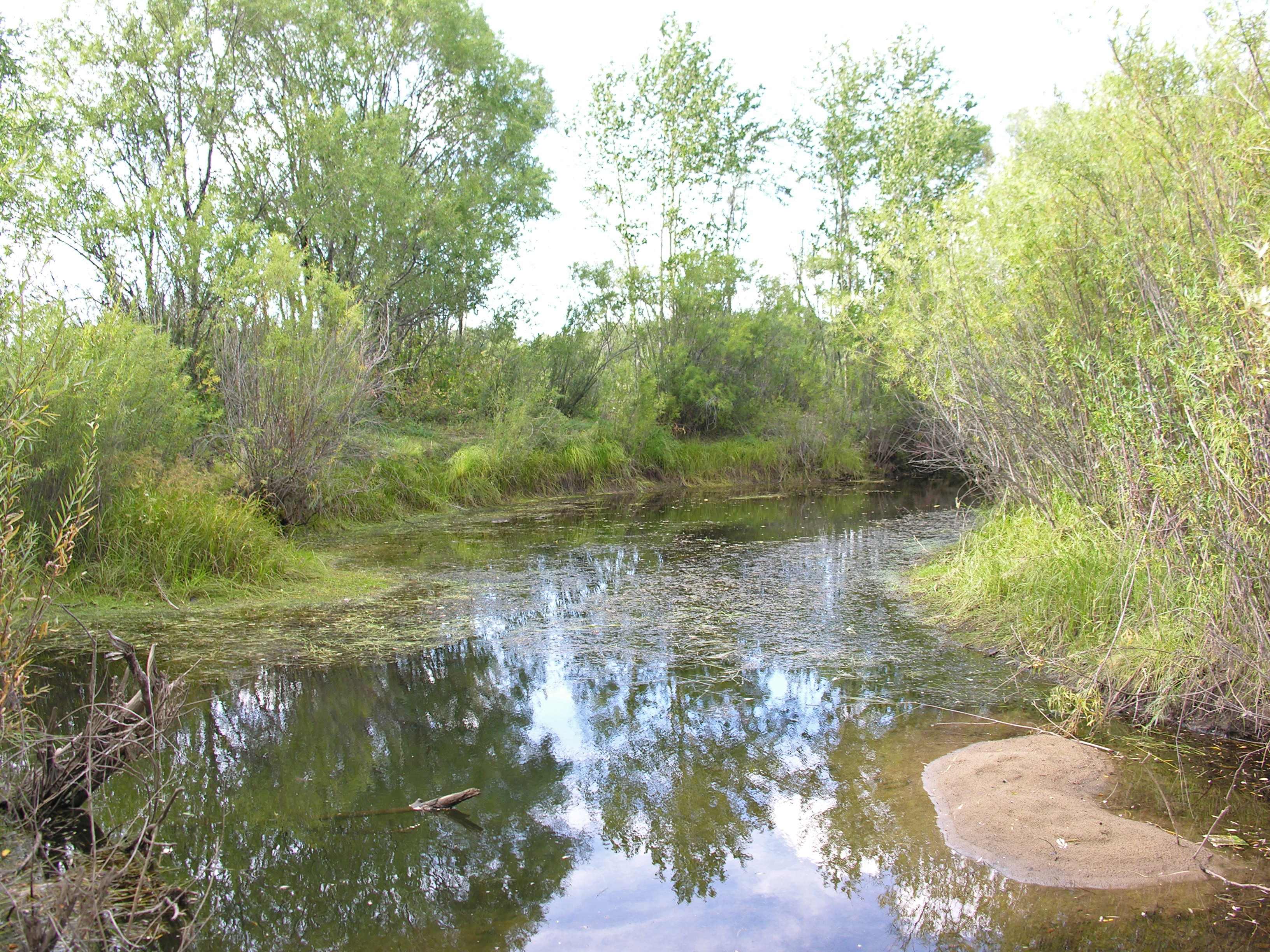 River in spring