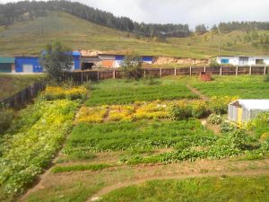 vegetable gardens